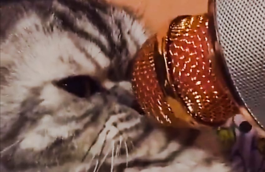 Sticking a microphone into the face of a cat for the fun of it