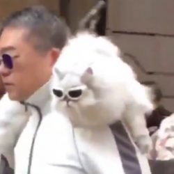 White track suit and white cat