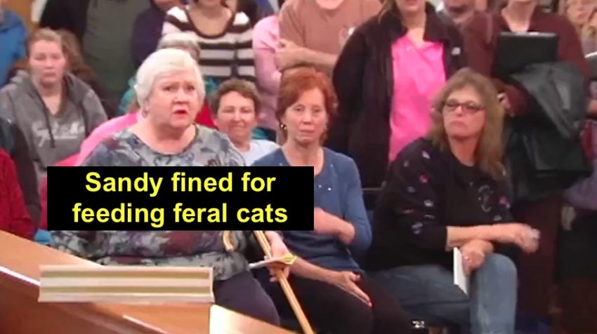 Woman fined for feeding feral cats