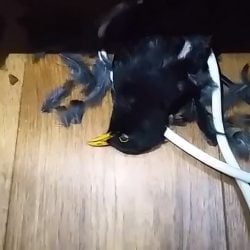 Bird killed by my cat