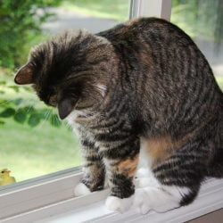 Cat looking at bird outside