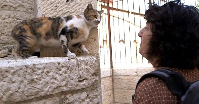 Cat lover in Jerusalem