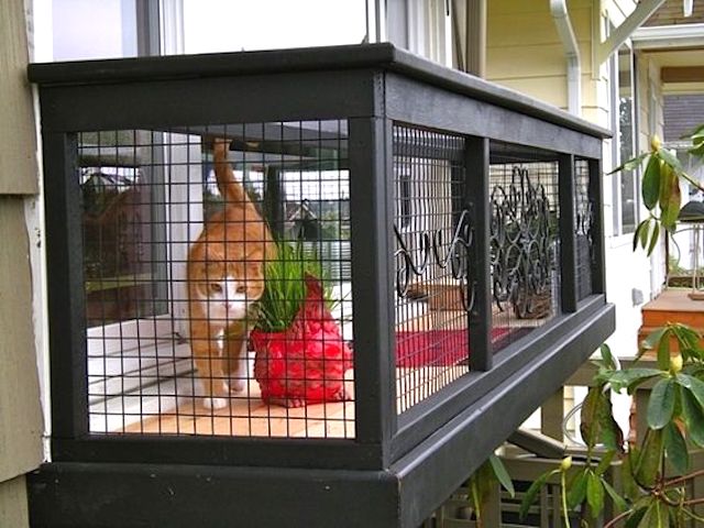 Cat window box. A mini-catio.