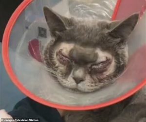 Cosmetic surgery on cat in China