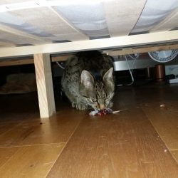Cat eating mouse under bed