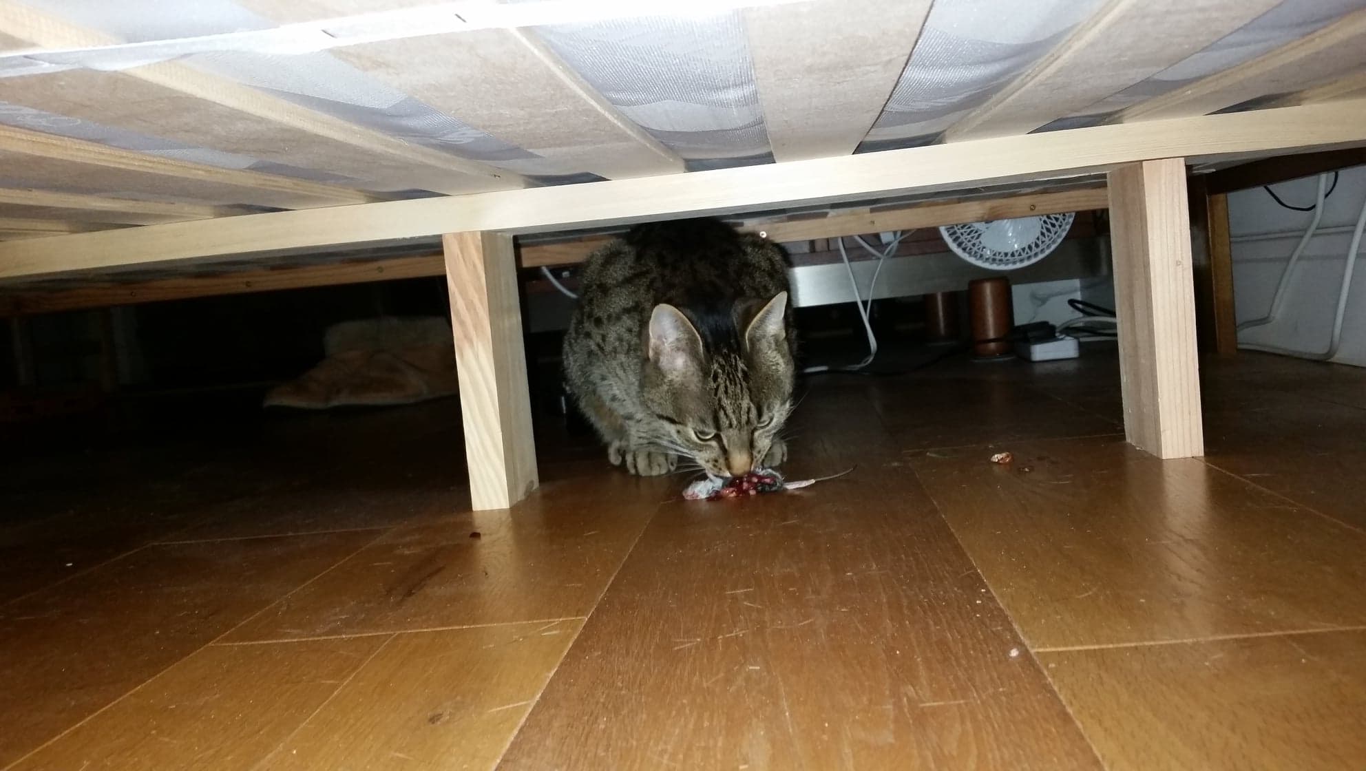 Cat eating mouse under bed