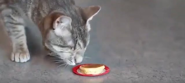 Blind cat uses nose like a blind person uses a white cane