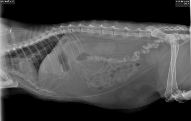 Blockage in cat's bowels due to eating Tidy Cats Breeze System pellets