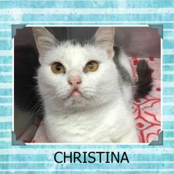 CHRISTINA a rescue cat with a cleft lip who needs a home