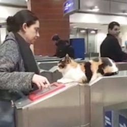 Cat greets commuters at railway station