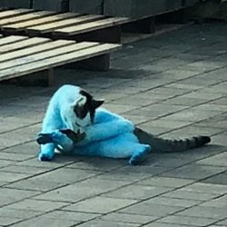 Cat turned blue by exploding blue ink cartridges