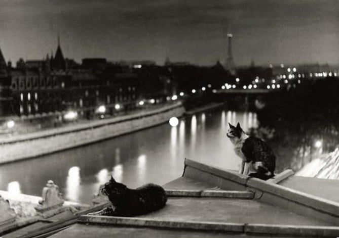 Cats at night in Paris
