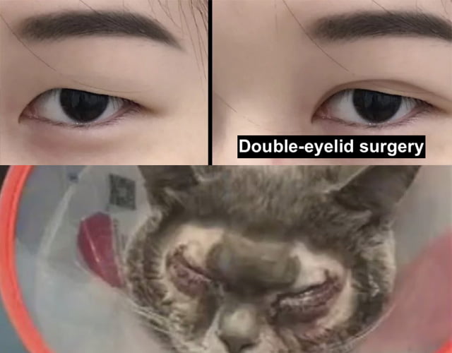 Double-eyelid surgery on cat