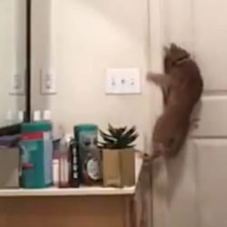 Explaining how this cat so competently opens this door