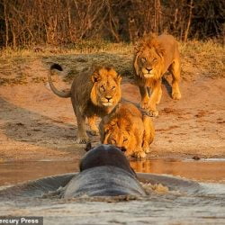 Hippo scares three male lions at watering hole in Bostwana' Chobe NP. Photo: Jan Hrbacek.