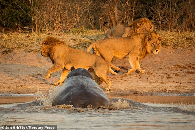Hippo scares three male lions at watering hole in Bostwana' Chobe NP. Photo: Jan Hrbacek.