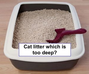 How deep should cat litter be?