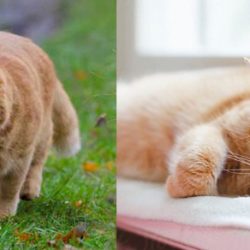 How do domestic cats spend their time?