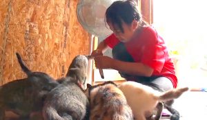 Japanese school student fosters many stray cats