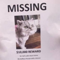 Lost cat poster with $10k reward