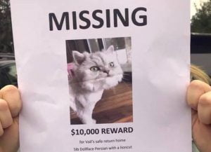 Lost cat poster with $10k reward