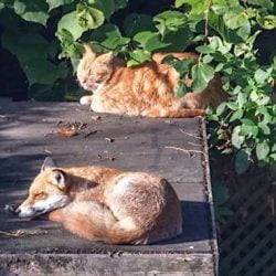 Proof that foxes don't bother adult domestic cats