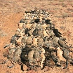 Queensland culled feral cats