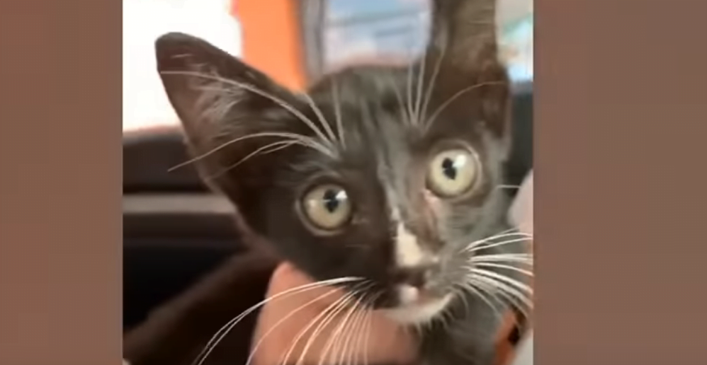 Couple stop traffic on 4-lane highway to rescue kitten