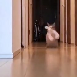 Video that makes you look twice
