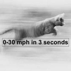 Cat accelerating