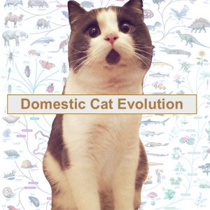 Domestic cat evolution