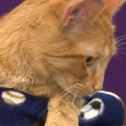 Cat frozen and rescued