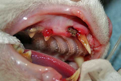 Feline oral resorptive lesion, gingivitis, periodontal disease
