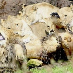 Female lions attack single male lion at safari park