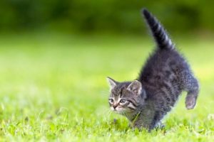Lawn Treatments and cats