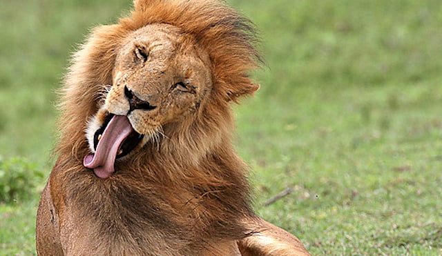 Male lion grooming