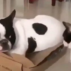 Nope I haven't seen the cat
