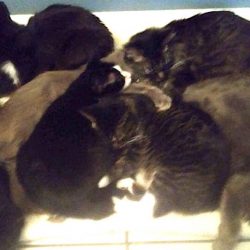 Rescue cats need donations