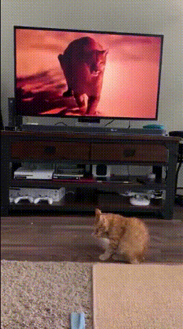 Domestic cat's reaction to puma charging at him on television