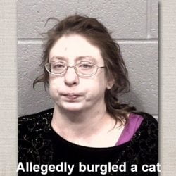 Allegedly burgled cat