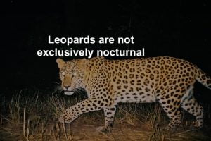 Are leopards nocturnal?