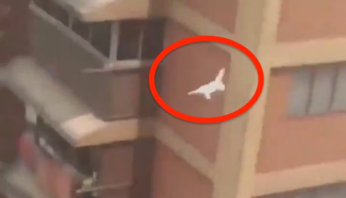 Cat falling in rescue from high rise building