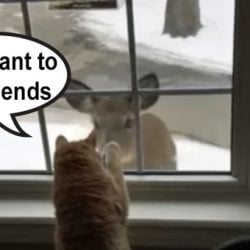 Cat wants to befriend a deer outside the window