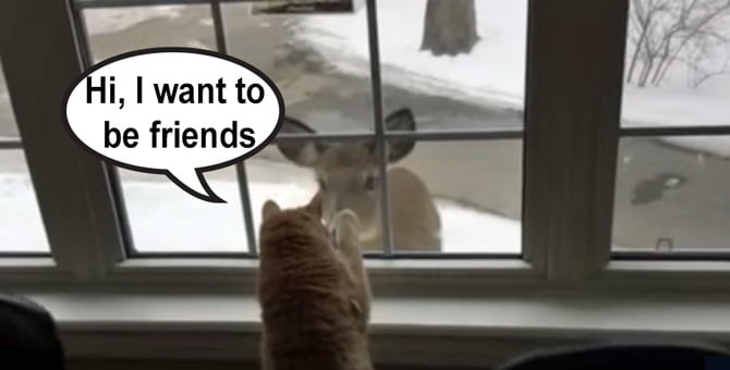 Cat wants to befriend a deer outside the window