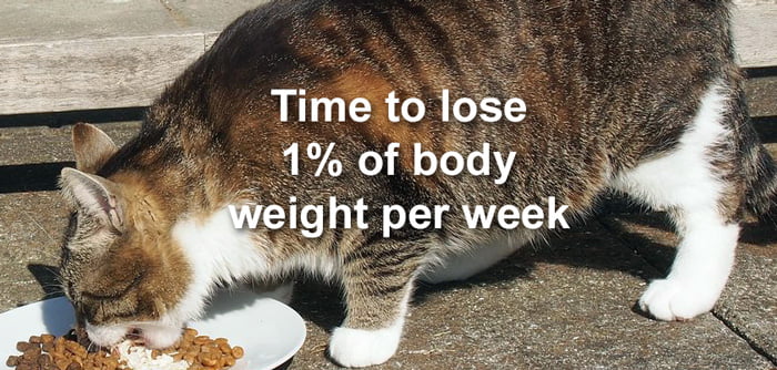 My cat is overweight. How much weight should she safely lose each week