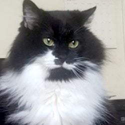 Cat needs a new home