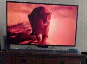 Cats and TV