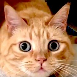 Cat's pupils expland when in hunting mode