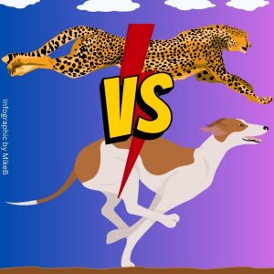 Cheetah versus greyhound speed