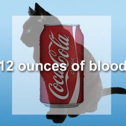 Domestic cat has 12 ounces of blood